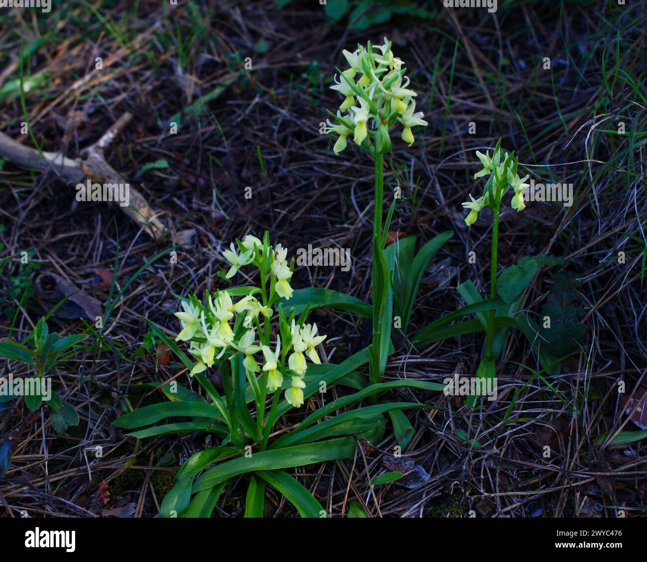 Flowering Roman orchids (Dactylorhiza romana), in natural habitat on Cyprus Stock Photo