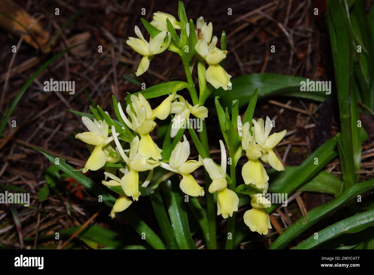 Flower of the Roman orchid (Dactylorhiza romana), in natural habitat on Cyprus Stock Photo