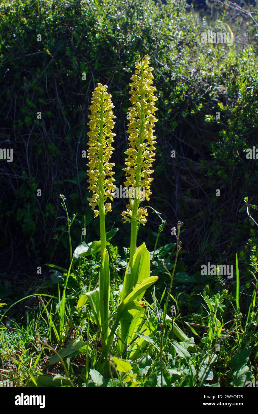 Small-dotted orchis (Orchis punctulata), orchid in full bloom, natural habitat on Cyprus Stock Photo