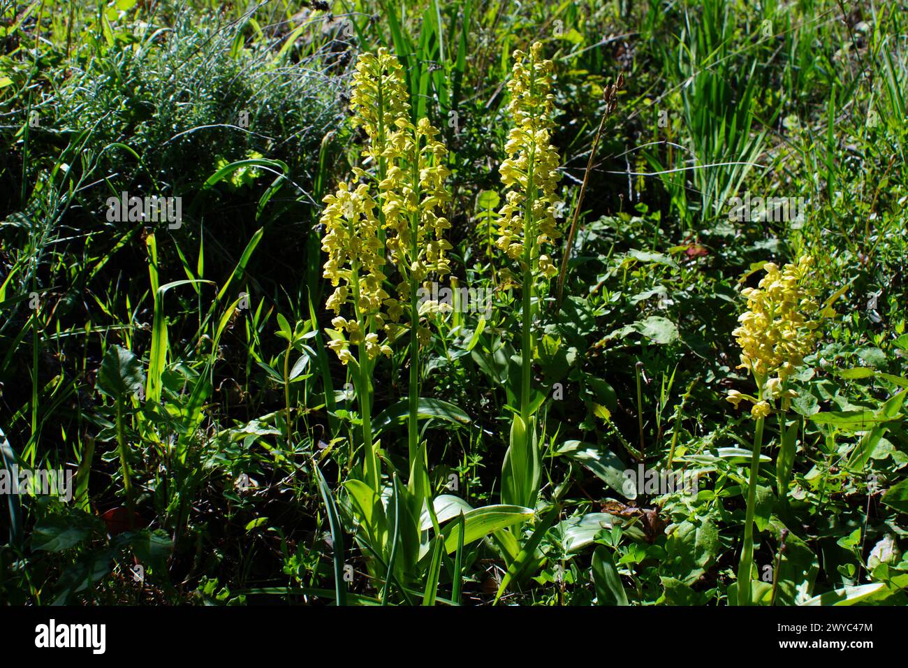 Punctate orchis (Orchis punctulata) in full bloom, yellow flowering terrestrial orchid in natural habitat, Cyprus Stock Photo