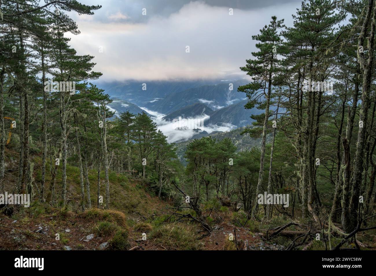 Capturing the awe of nature, this image showcases a mountain forest, with clouds nestled within the valley below Stock Photo
