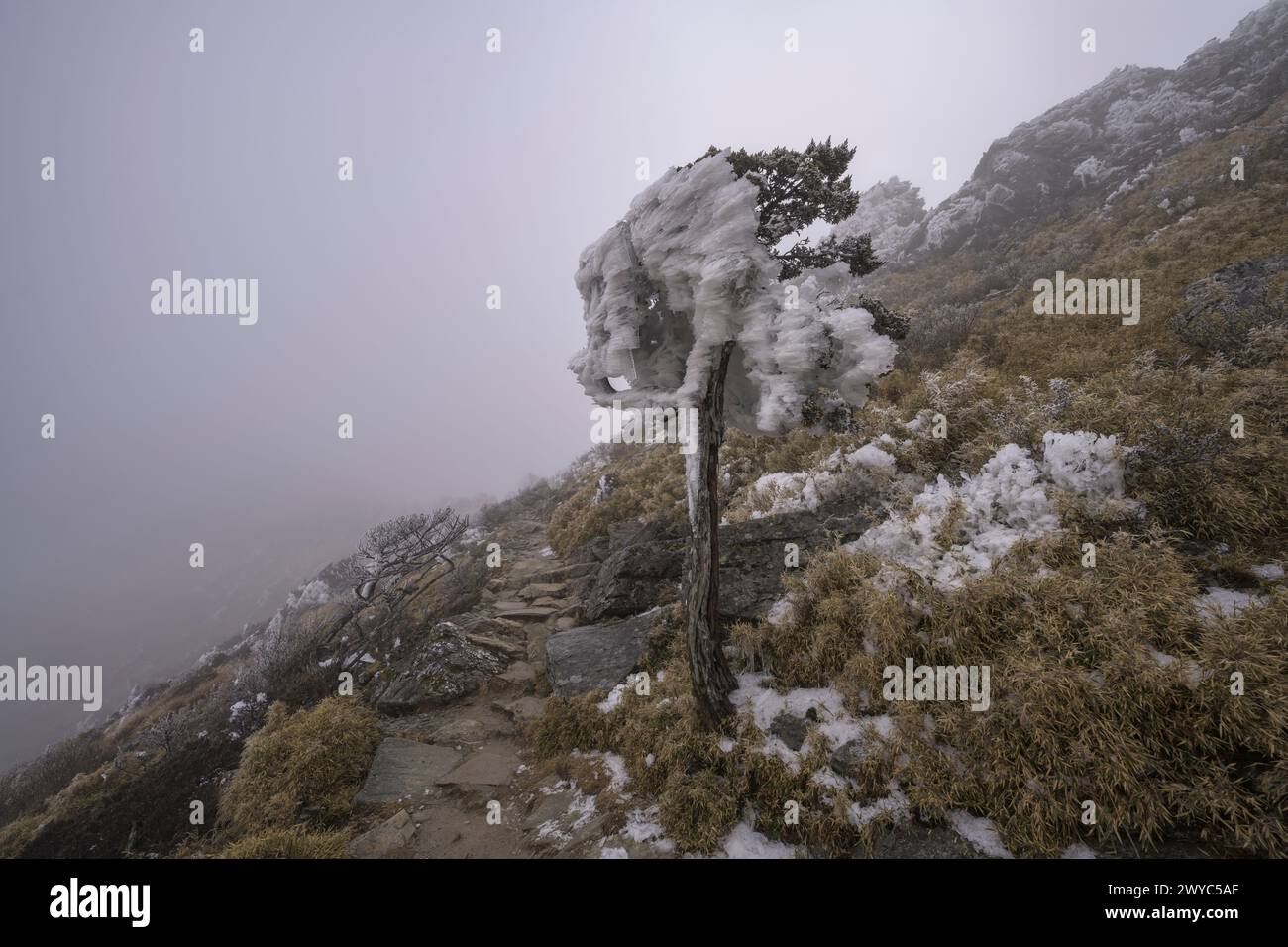 A lone tree stands covered in thick ice along a mountain trail, enveloped in heavy fog Stock Photo
