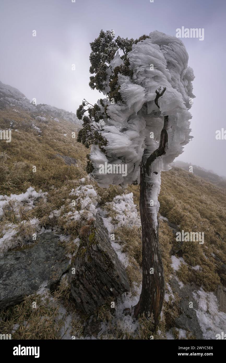 A lone tree stands covered in thick ice along a mountain trail, enveloped in heavy fog Stock Photo