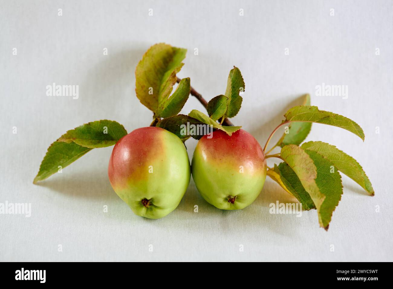two ripe apples on a branch with leaves Stock Photo