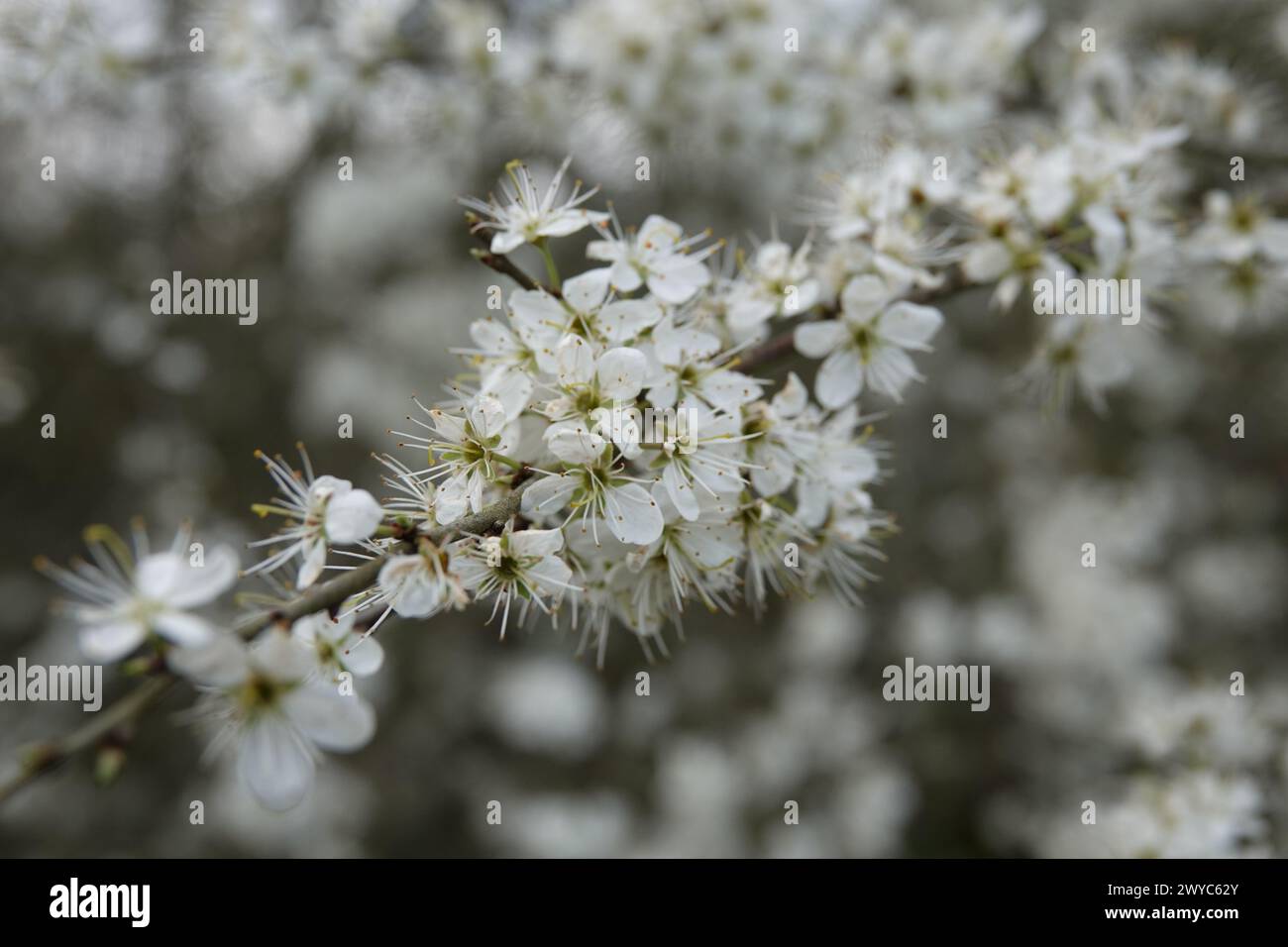 Spring UK, Blackthorn Blossom Stock Photo - Alamy