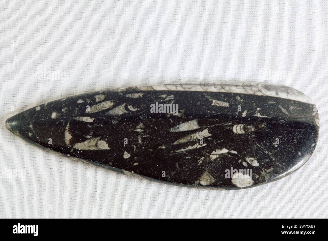 Orthoceras Fossil (Plate Large) Stock Photo