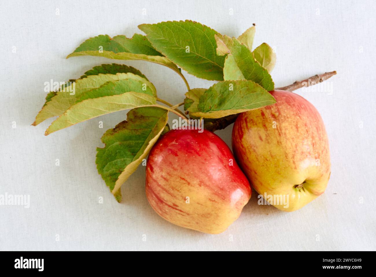 Two Riped Apple Two organic green apples hi-res stock photography and images - Alamy