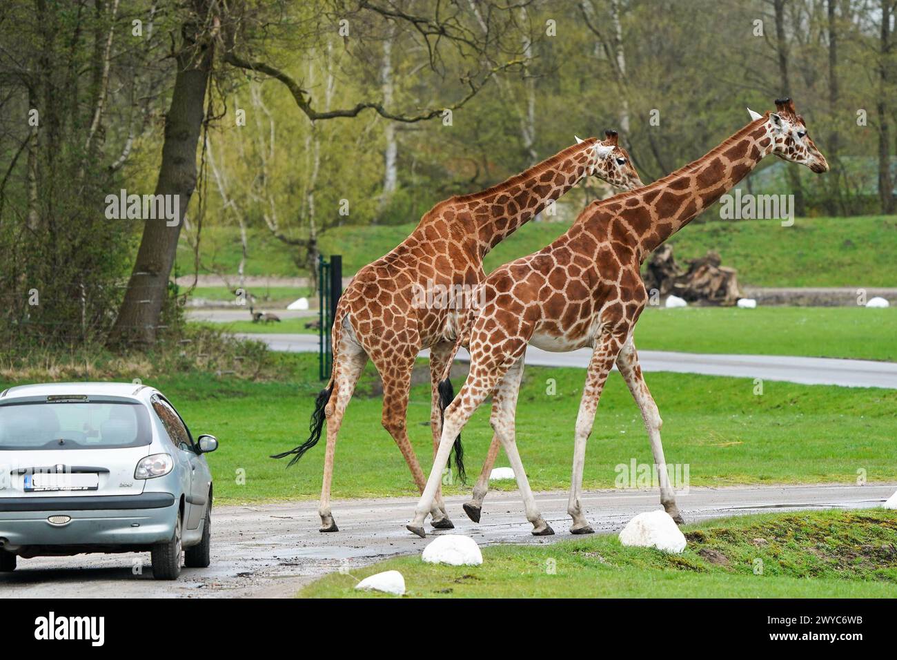 Giraffen überqueren die Fahrbahn vor den durchfahrenden Besuchern - Hodenhagen 03.04.2024: Serengeti Park *** Giraffes cross the road in front of passing visitors Hodenhagen 03 04 2024 Serengeti Park Stock Photo
