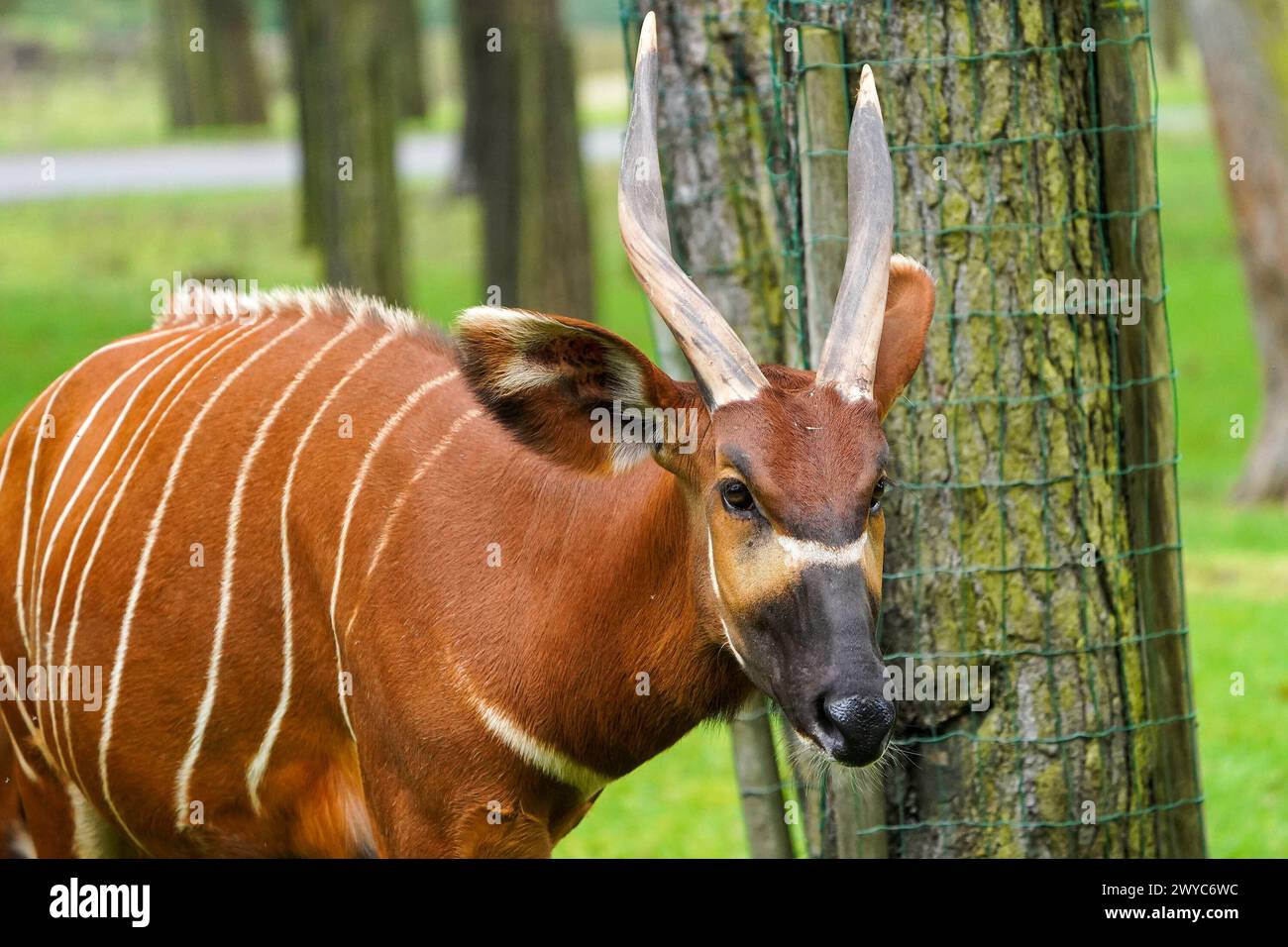 Bongo Antilope - Hodenhagen 03.04.2024: Serengeti Park *** Bongo antelope Hodenhagen 03 04 2024 Serengeti Park Stock Photo