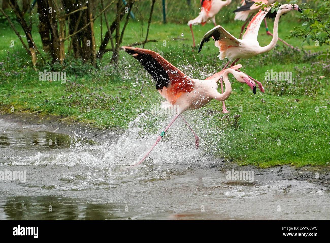 Rosa Flamingos - Hodenhagen 03.04.2024: Serengeti Park *** Pink Flamingos Hodenhagen 03 04 2024 Serengeti Park Stock Photo