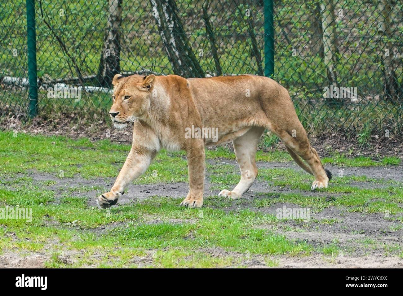 Löwin im Gehege der Raubtiere - Hodenhagen 03.04.2024: Serengeti Park *** Lioness in the predators enclosure Hodenhagen 03 04 2024 Serengeti Park Stock Photo