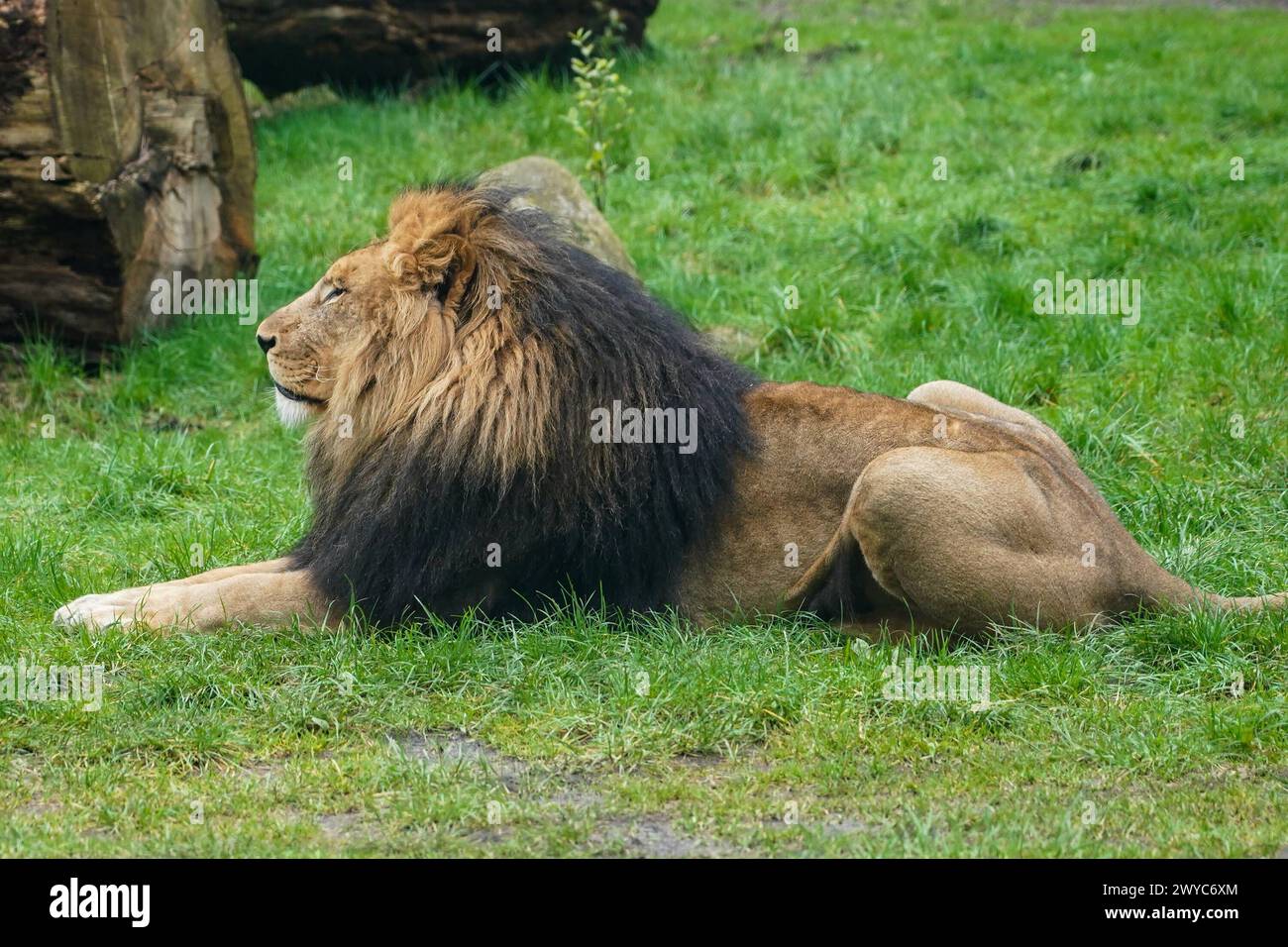 Löwe sonnt sich - Hodenhagen 03.04.2024: Serengeti Park *** Lion sunbathing Hodenhagen 03 04 2024 Serengeti Park Stock Photo