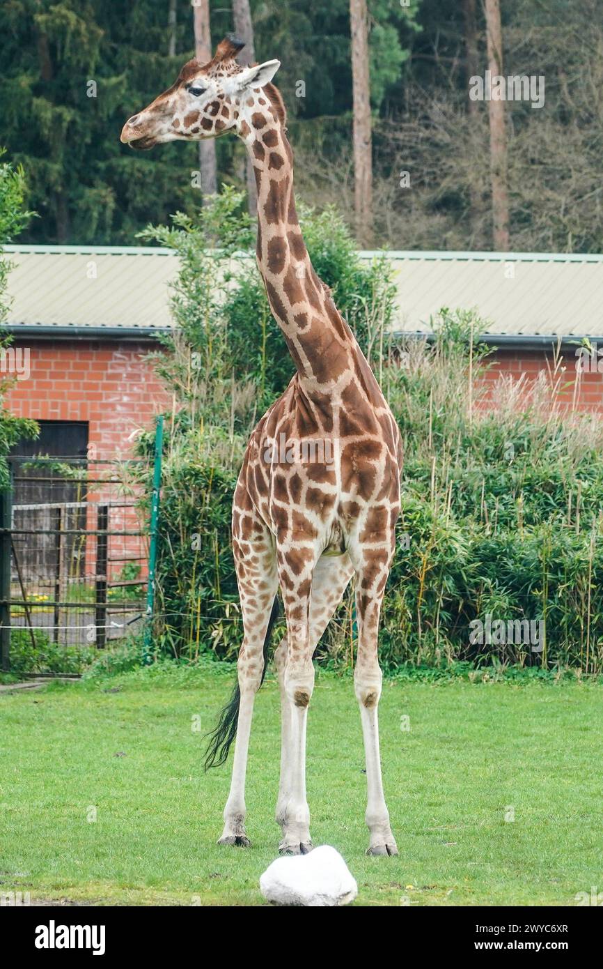Giraffe im Ostafrika Gehege - Hodenhagen 03.04.2024: Serengeti Park *** Giraffe in the East Africa enclosure Hodenhagen 03 04 2024 Serengeti Park Stock Photo