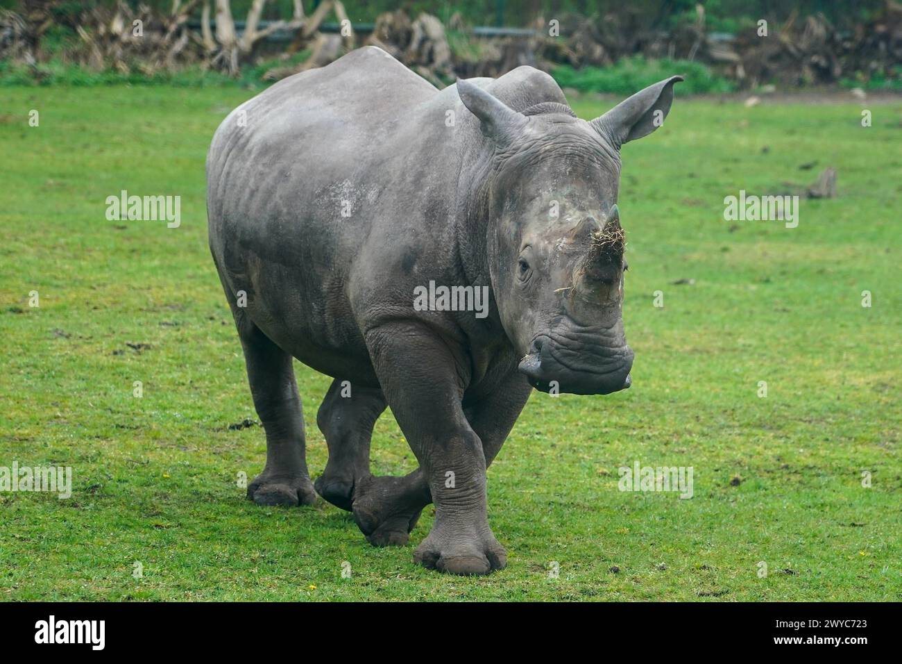 Breitmaulnashorn - Hodenhagen 03.04.2024: Serengeti Park *** White rhino Hodenhagen 03 04 2024 Serengeti Park Stock Photo