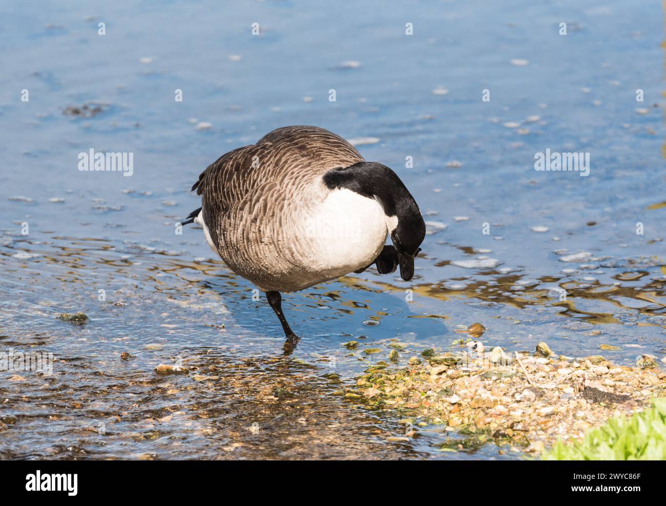 Goose scratching hi res stock photography and images Alamy