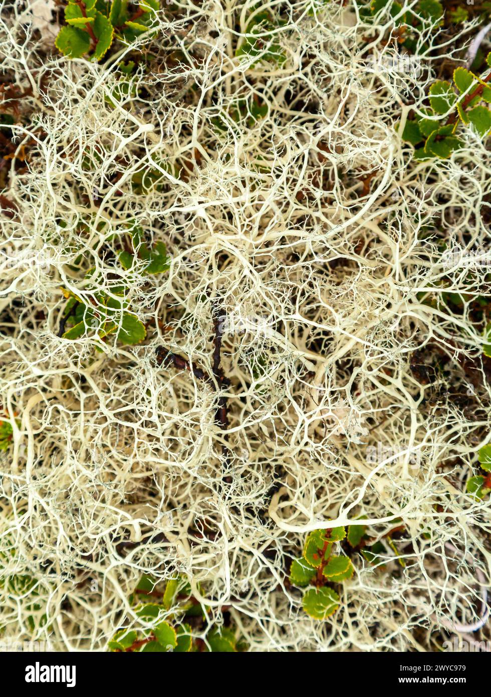 Reindeer lichen in tundra, close-up Stock Photo