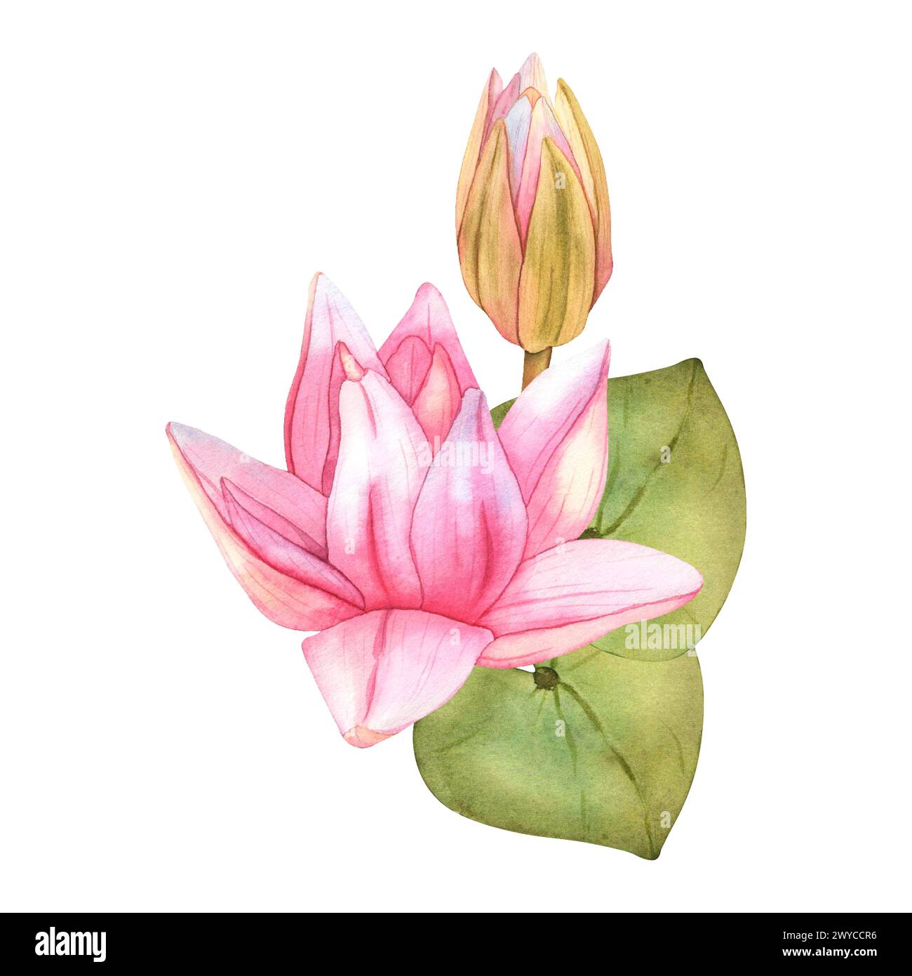 Buds Pink Lotus and green leaves. Watercolor botanical Illustration tropical Water Lily and green Leaves on isolated background. Hand Drawn Flowers Stock Photo