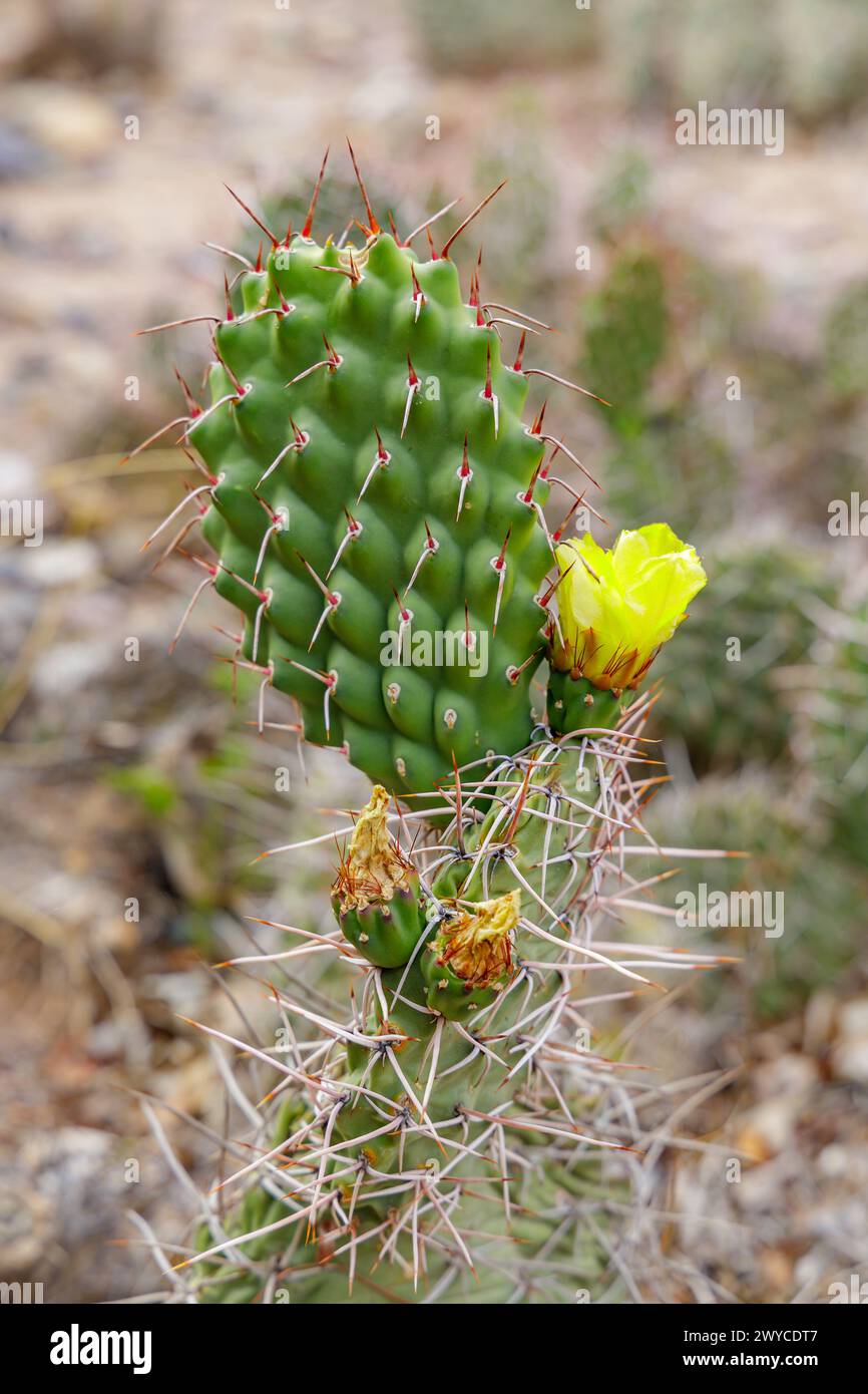 A cactus with a yellow flower on top in the high altitude botanical garden in Tilcara, Argentina. Stock Photo