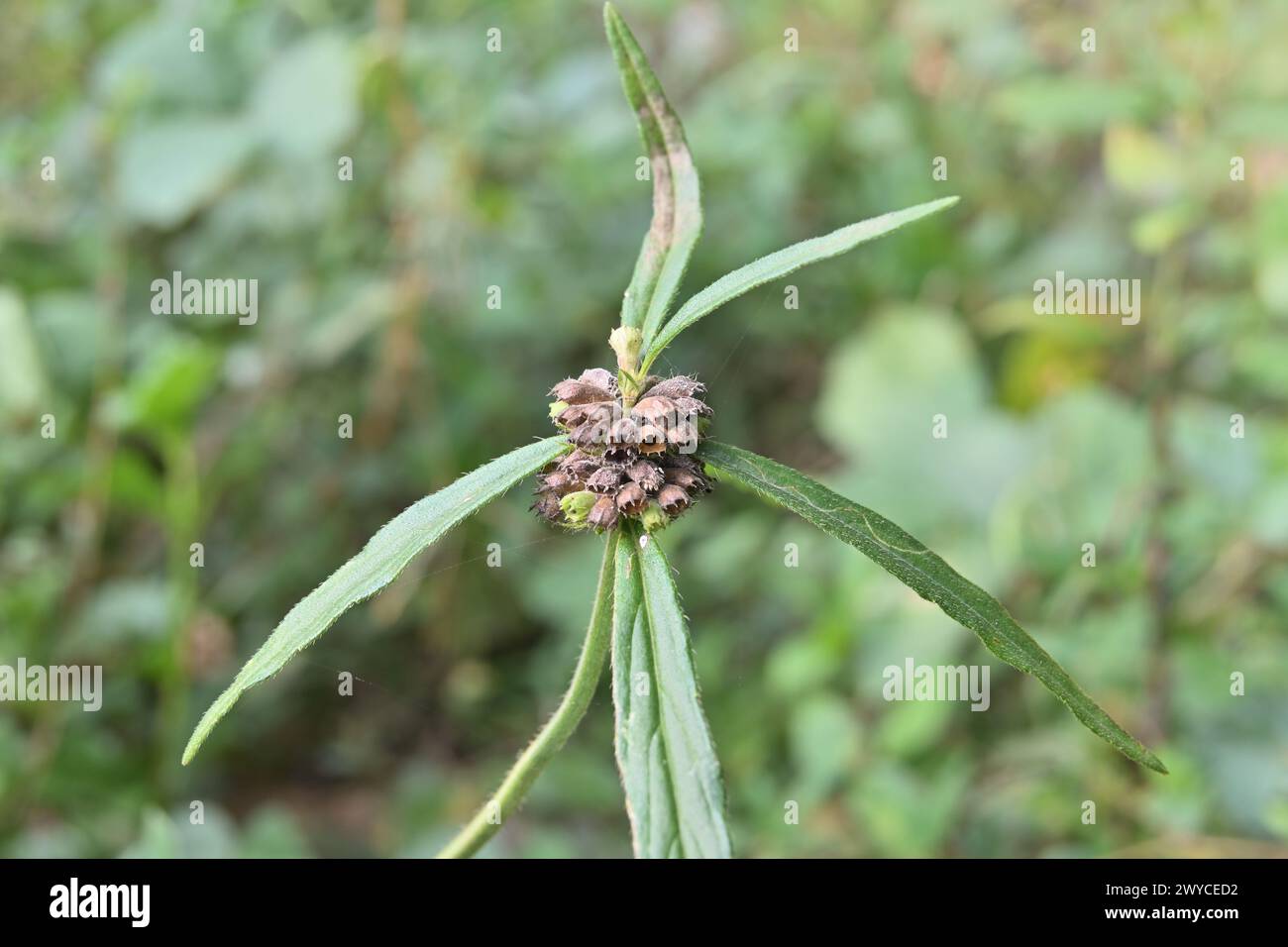 View of a dry seed cluster of a Ceylon slitwort plant (Leucas zeylanica) in a lawn area Stock Photo