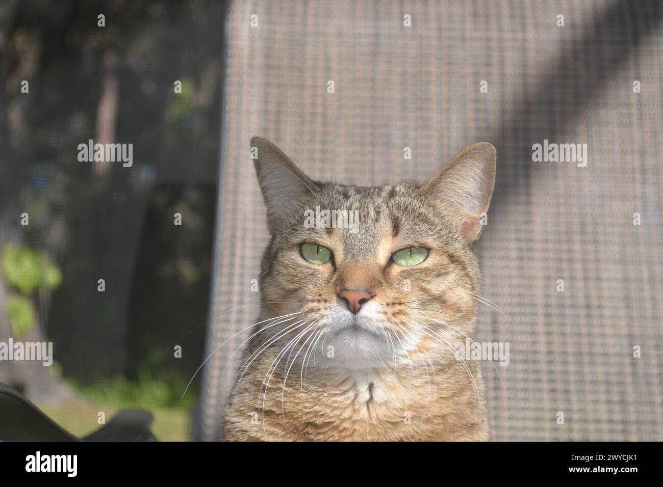 A brown Tabby cat, sporting a grumpy expression and bright green eyes, sits atop a brown woven chair within a screened-in pool patio. Stock Photo