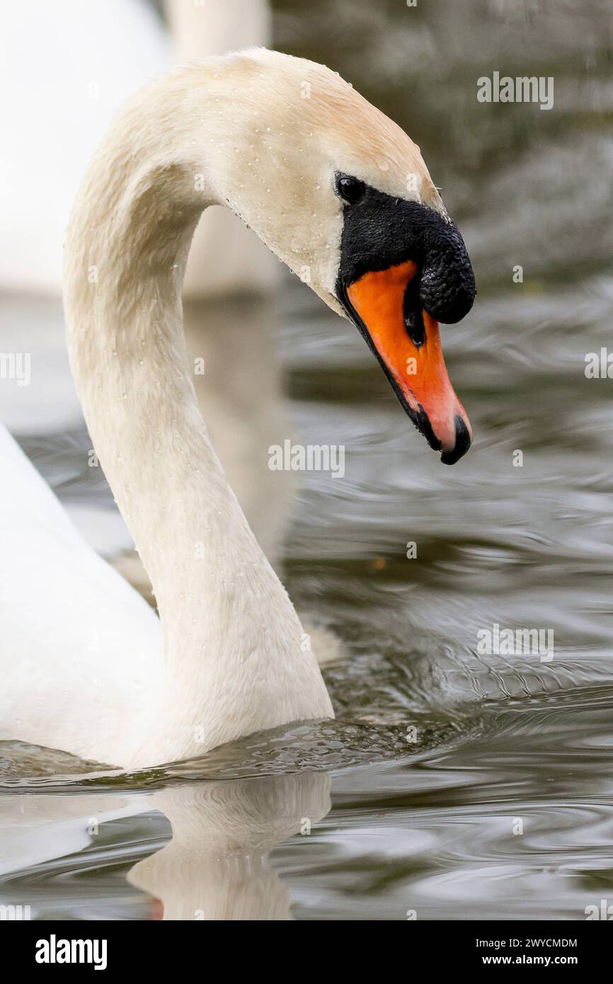 Brittens Pond, Worplesdon. 04th April 2024. Cloudy weather with a strong breeze across the Home Counties this afternoon. A mute swan (cygnus olor) at Brittens Pond in Worpleson, near Guildford, in Surrey. Credit: james jagger/Alamy Live News Stock Photo