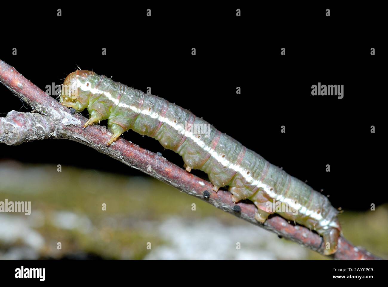 Caterpillar in Canencia mountain pass, Madrid, Spain Stock Photo