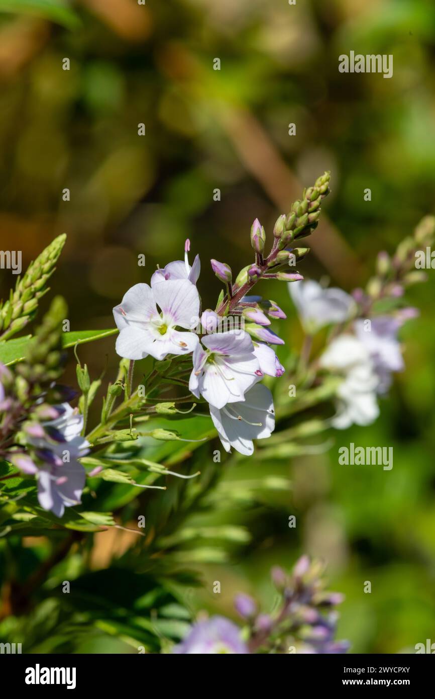 Close up of parahebe pink avalanche flowers in bloom Stock Photo