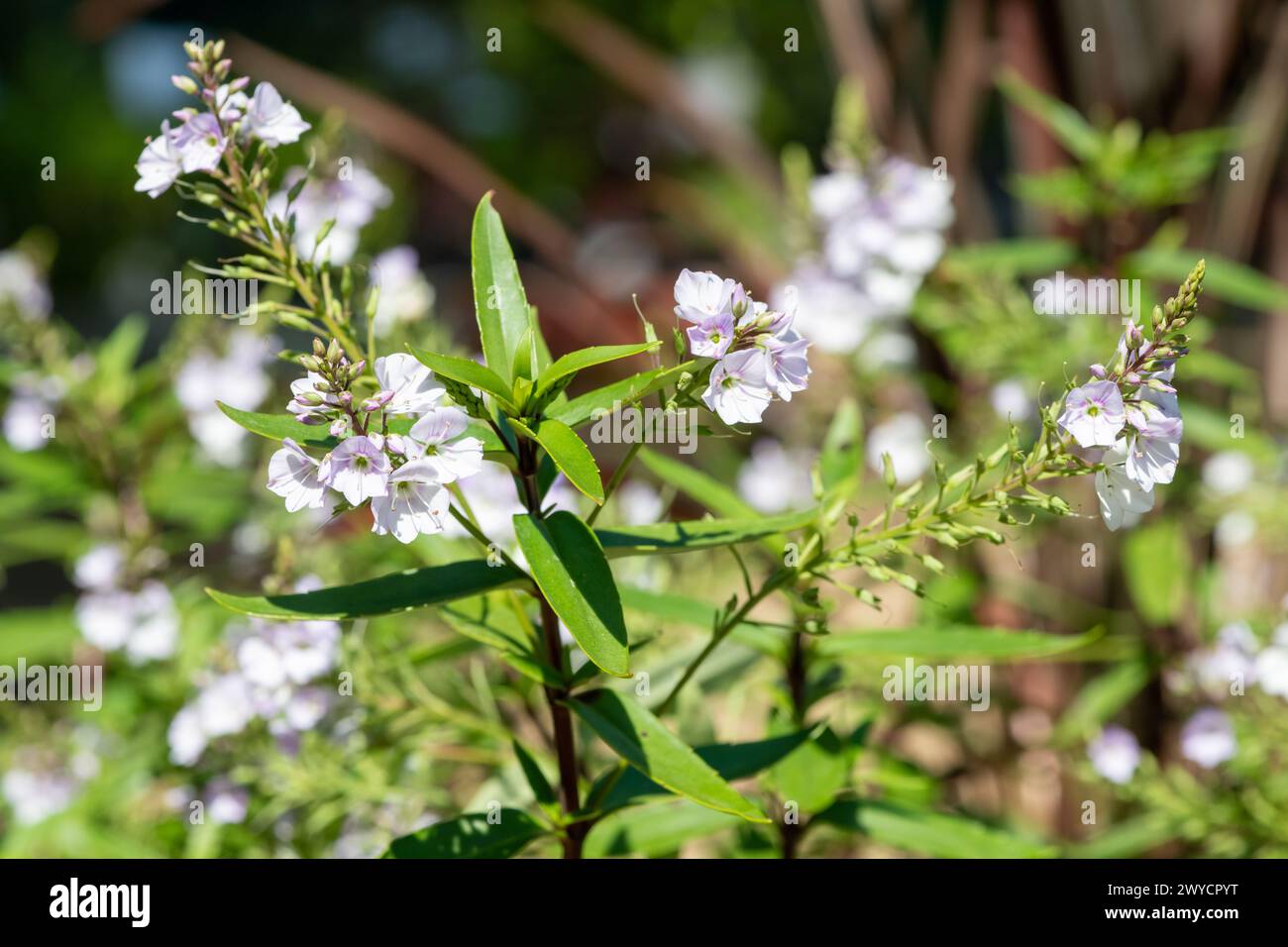 Close up of parahebe pink avalanche flowers in bloom Stock Photo