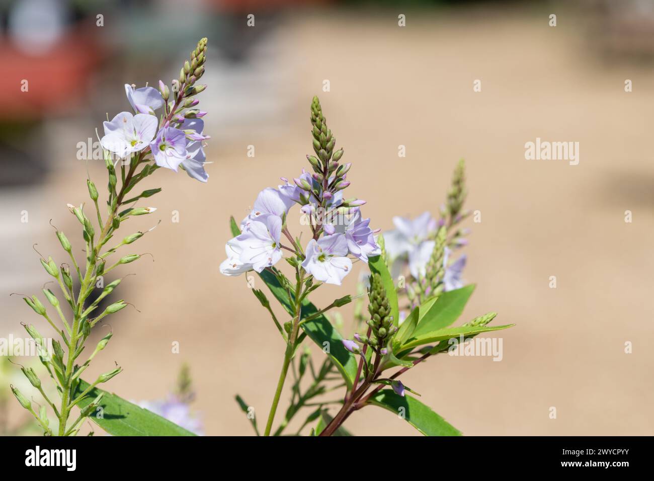 Close up of parahebe pink avalanche flowers in bloom Stock Photo