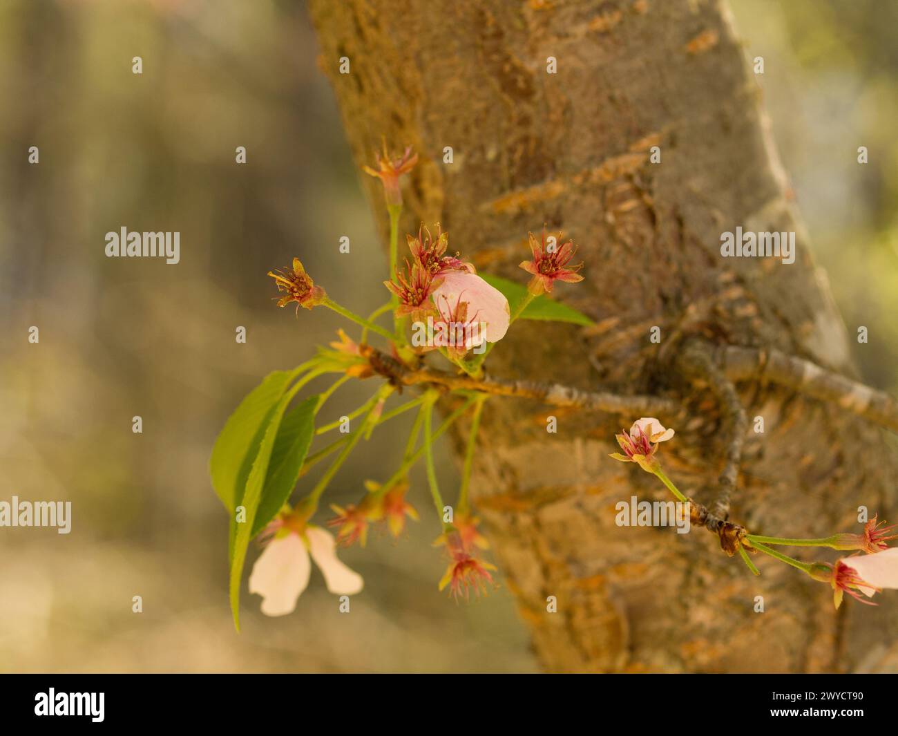 Pink flowers blooming on a tree branch Stock Photo