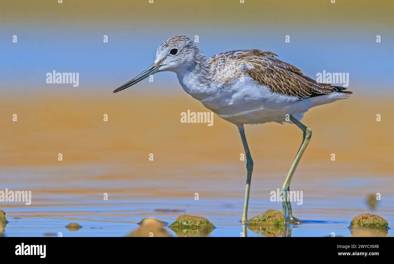 Common Greenshank (Tringa nebularia) Afrika, Avrupa ve Asya'da yaşayan bir sulak alan kuşudur. Genellikle tatlı suyla beslenir. Stock Photo