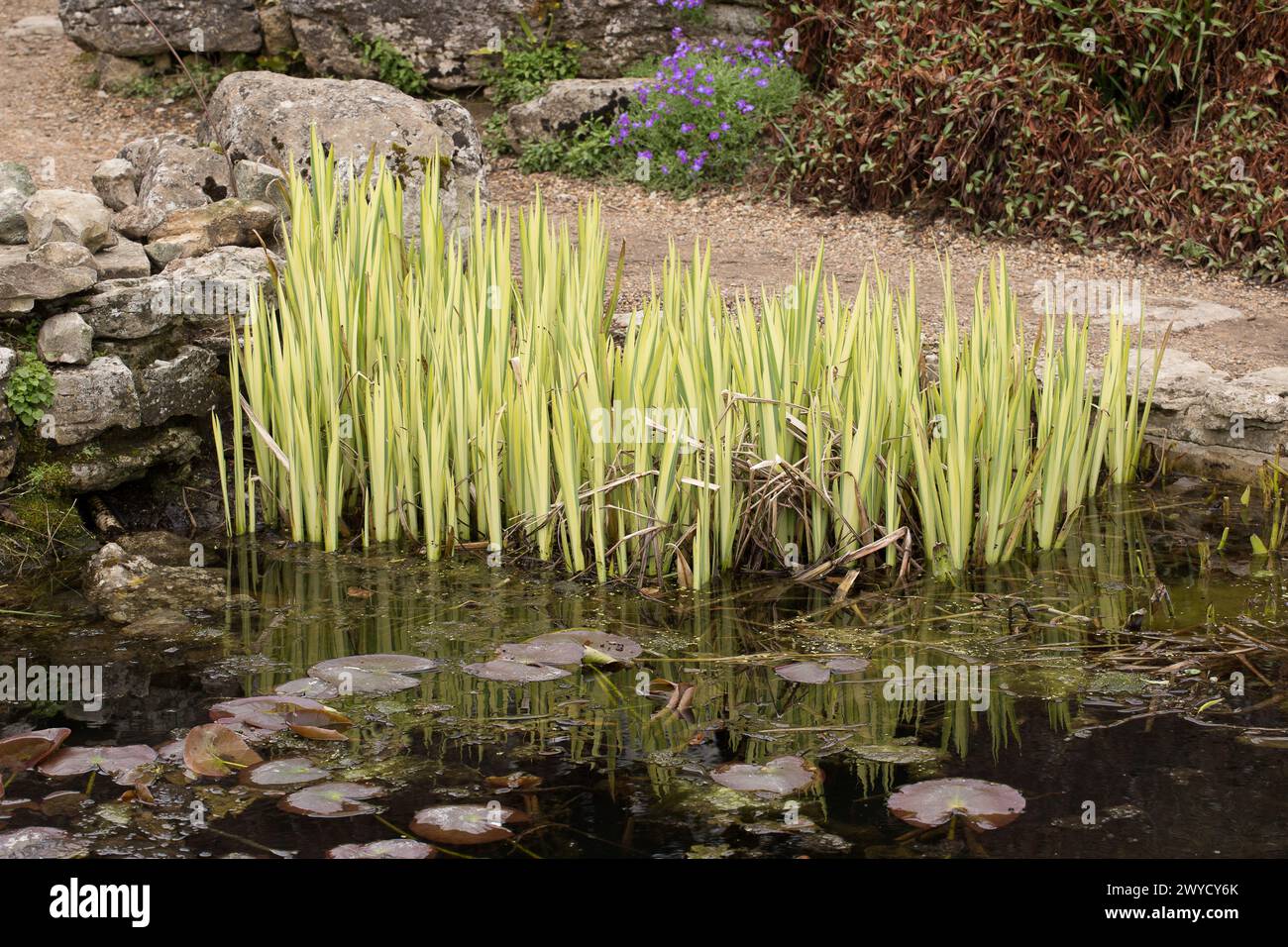 spring flowers Stock Photo