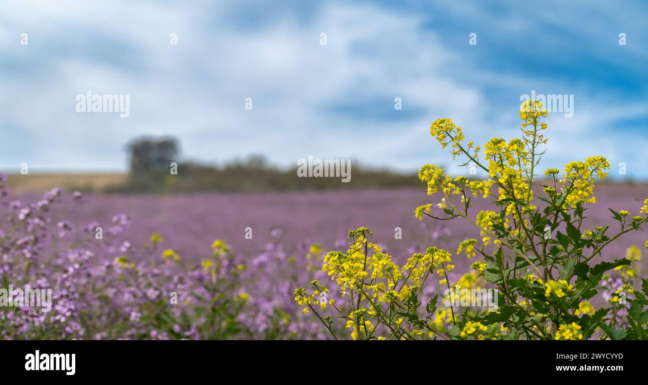 Spring fields of purple mistress (Moricandia arvensis) in Andalusia (Spain) Stock Photo