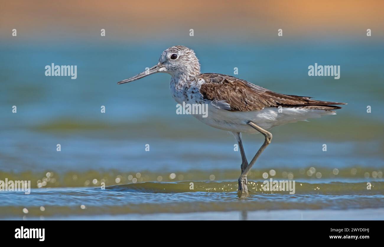 Common Greenshank (Tringa nebularia) Afrika, Avrupa ve Asya'da yaşayan bir sulak alan kuşudur. Genellikle tatlı suyla beslenir. Stock Photo