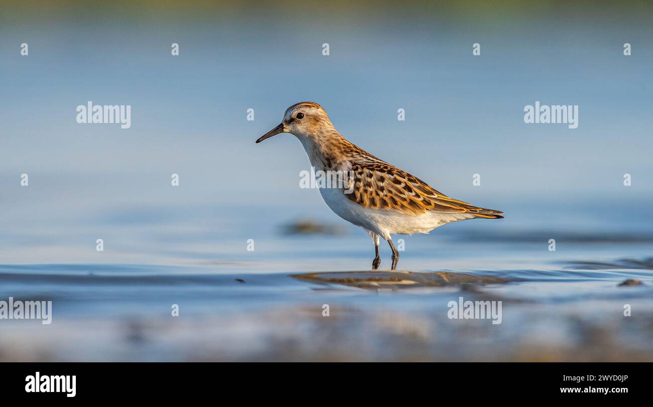 Little Stint (Calidris minuta) is a wetland bird that lives in the ...