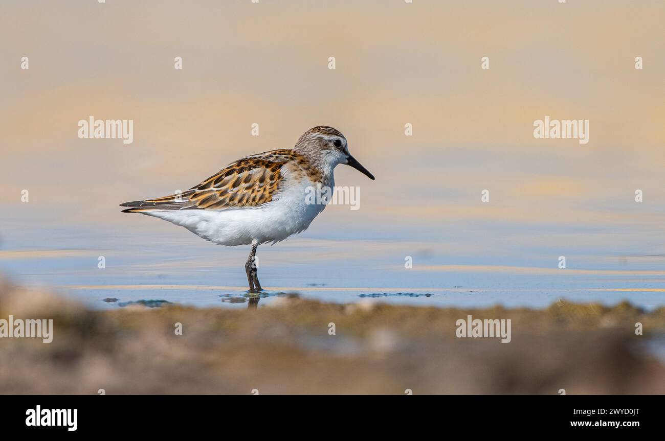 Little Stint (Calidris minuta) is a wetland bird that lives in the ...