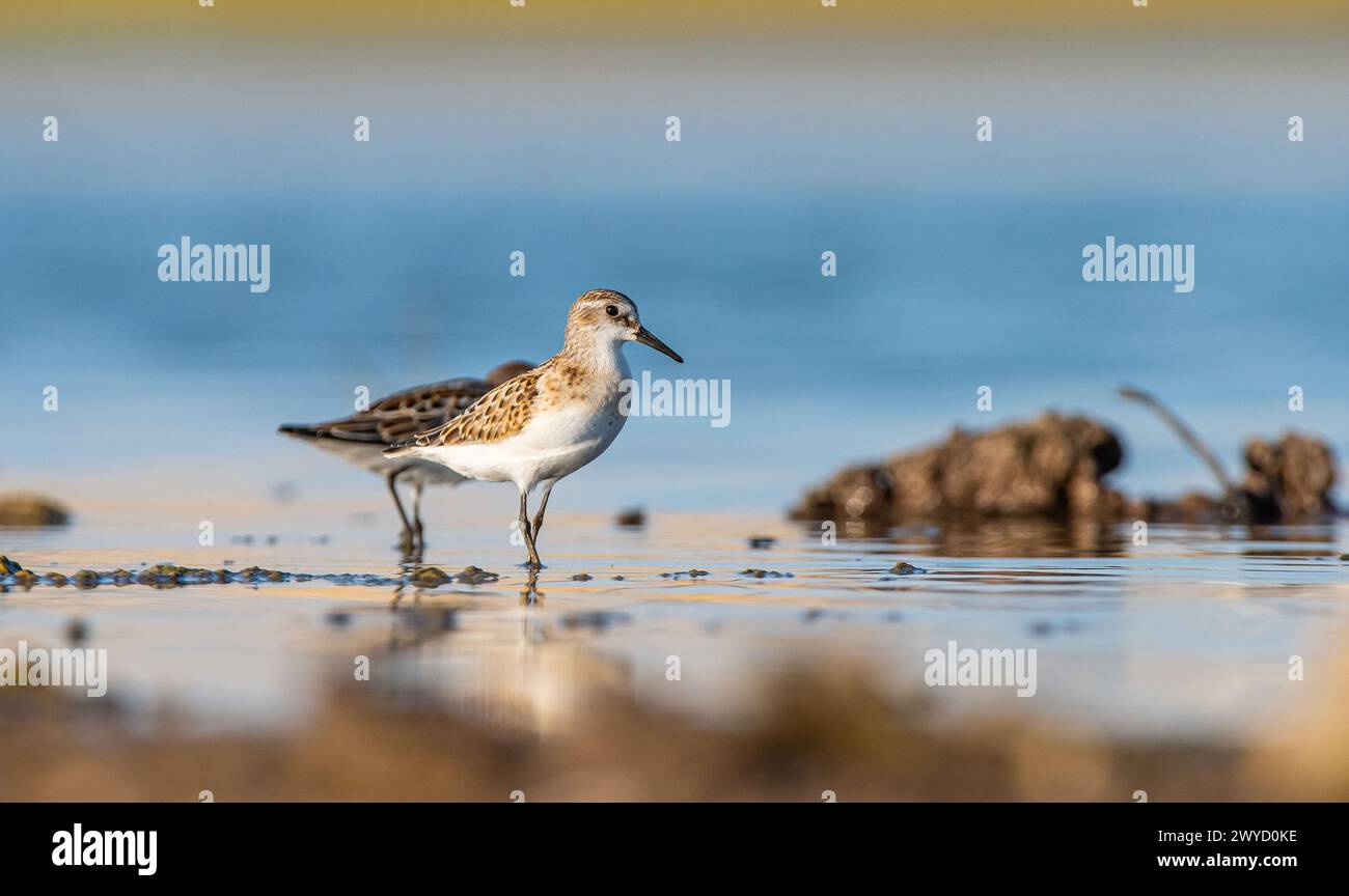 Little Stint (Calidris minuta) is a wetland bird that lives in the ...