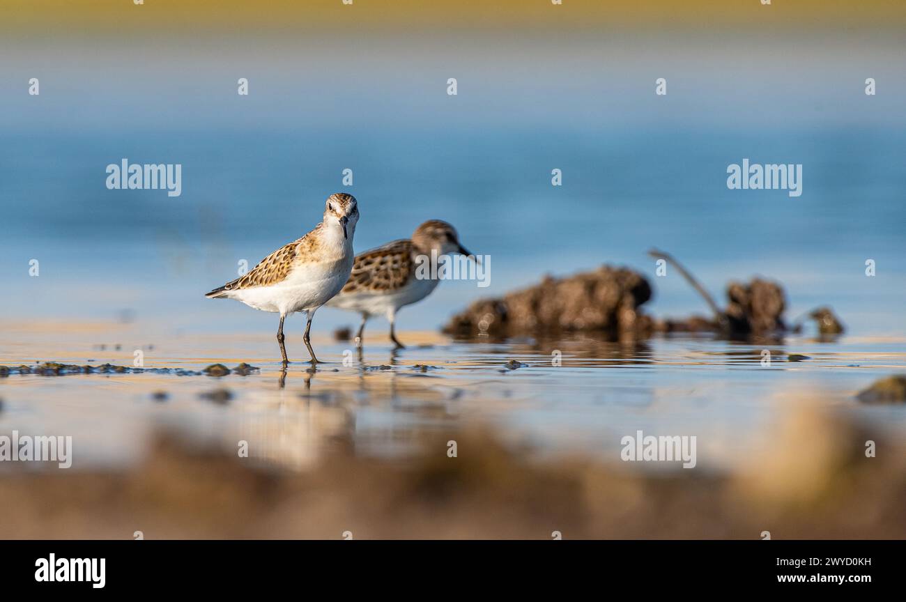 Little Stint (Calidris minuta) is a wetland bird that lives in the ...