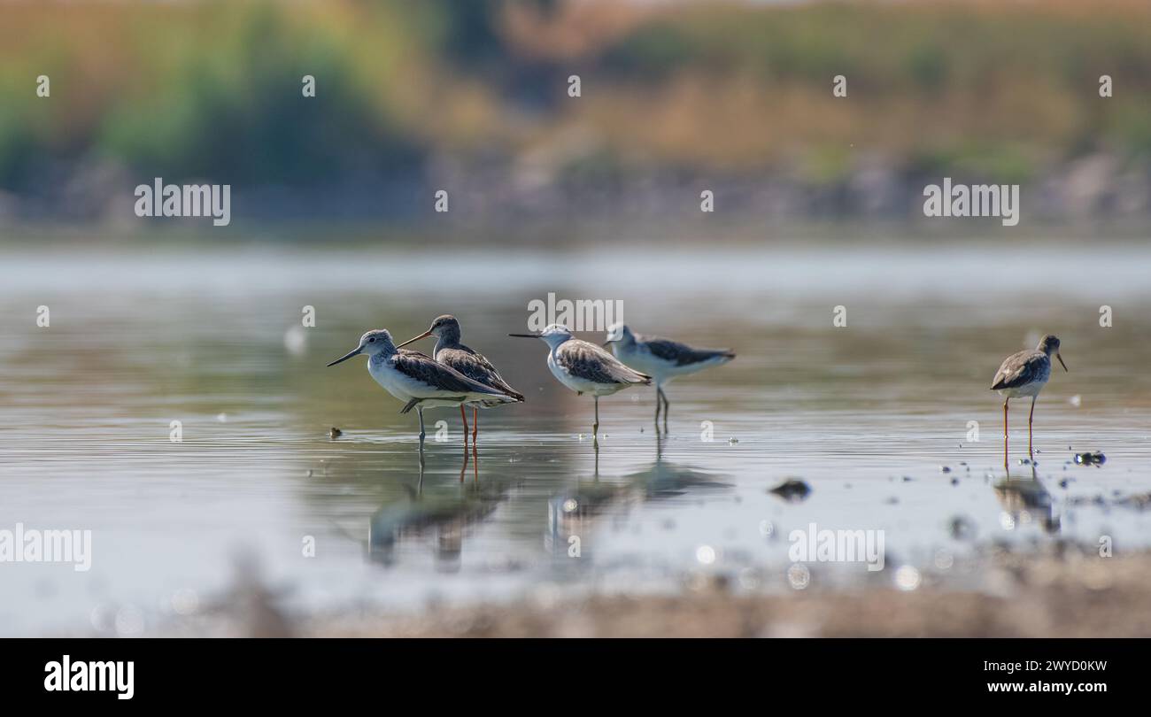 Common Greenshank (Tringa nebularia) Afrika, Avrupa ve Asya'da yaşayan bir sulak alan kuşudur. Genellikle tatlı suyla beslenir. Stock Photo
