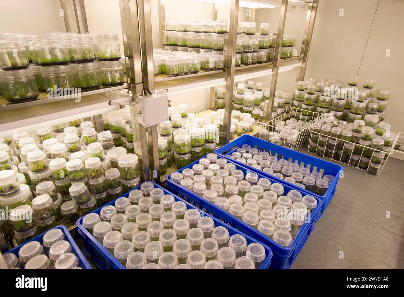 Planta de laboratorio hi-res stock photography and images - Alamy