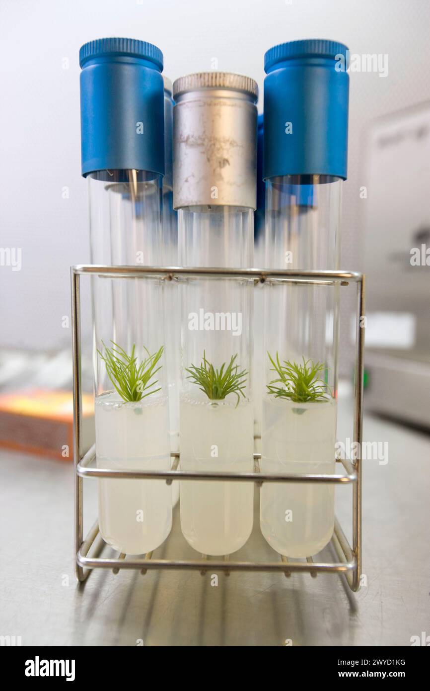 Planta de laboratorio hi-res stock photography and images - Alamy