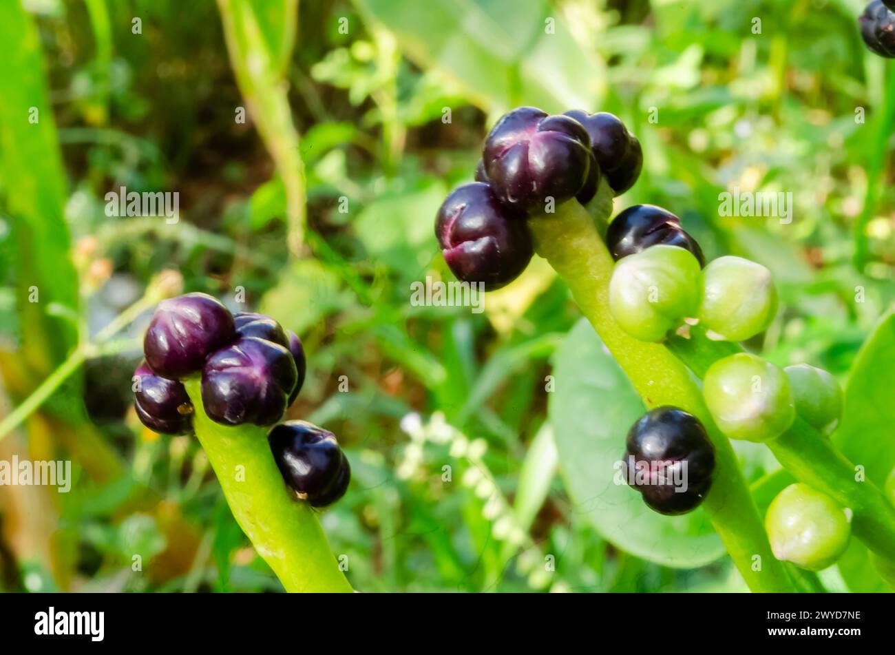 Spinach Fruits Stock Photo