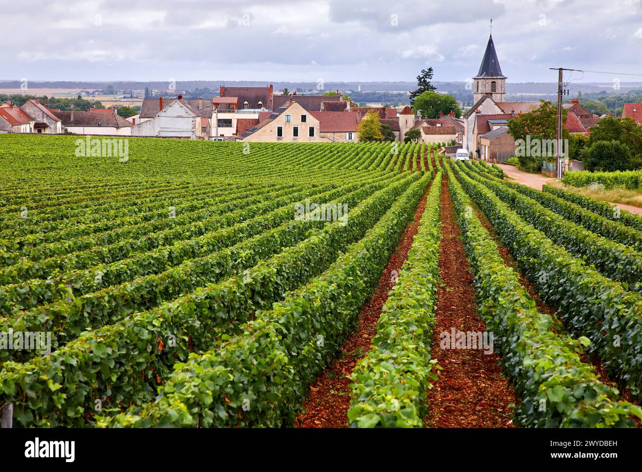 Pinot noir vineyards, Vosne-Romanée, Cote de Nuits, Cote d'Or, Burgundy Region, Bourgogne, France, Europe. Stock Photo