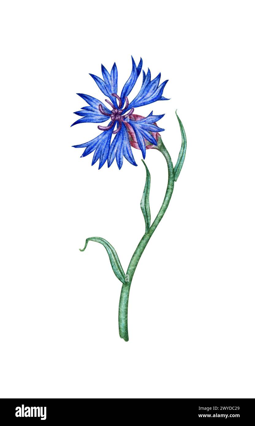 Watercolor illustration of blue cornflower flower. Botanical composition element isolated from background. Suitable for cosmetics, aromatherapy, medic Stock Photo