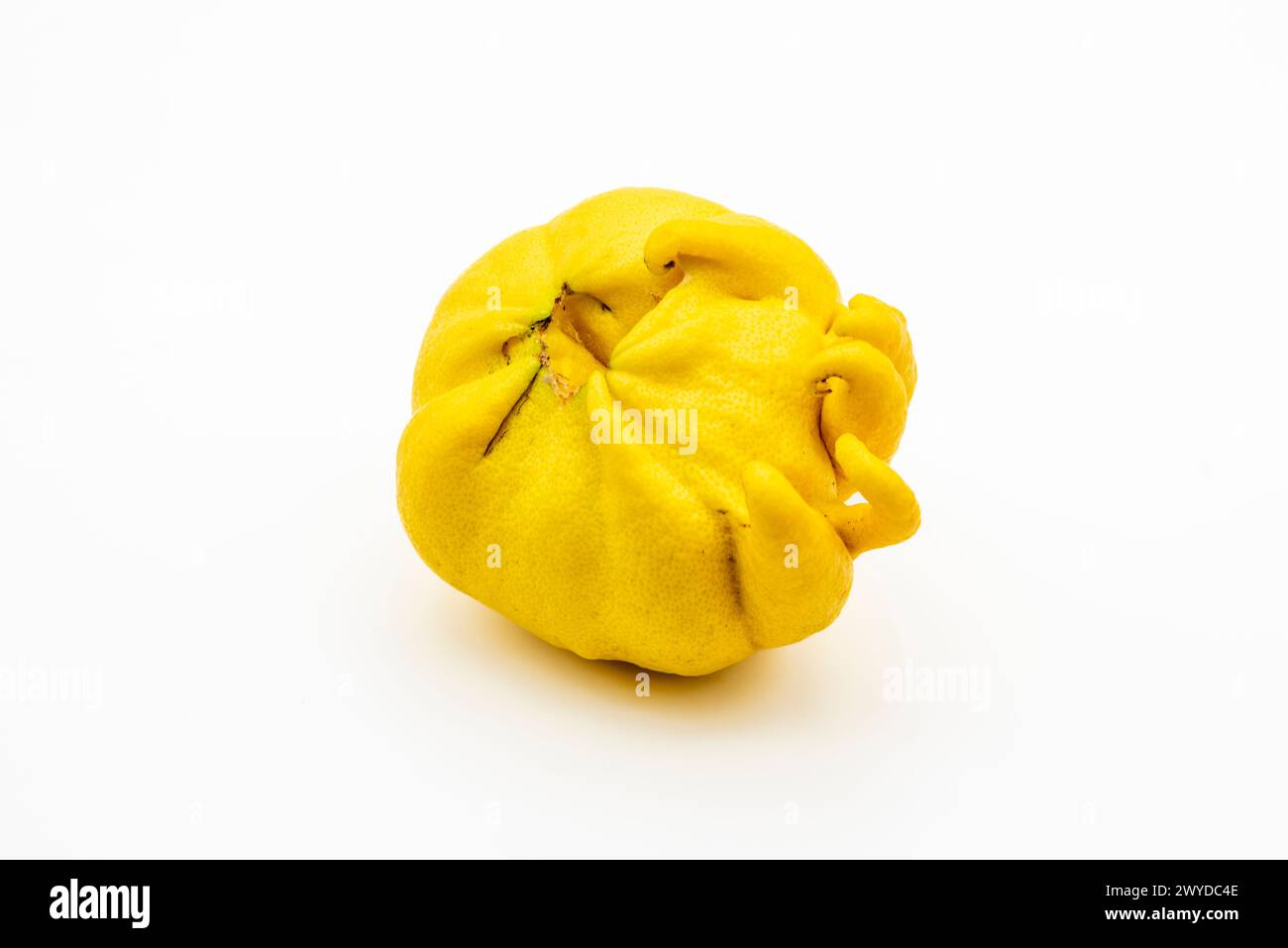 Limón deforme atacado por eryophis seldoni, o ácaro de las maravillas, aislado en blanco Stock Photo
