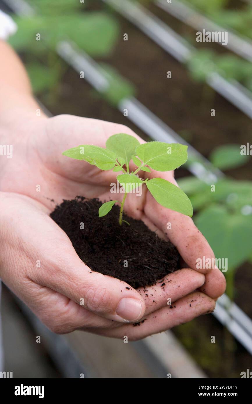 Planta de laboratorio hi-res stock photography and images - Alamy