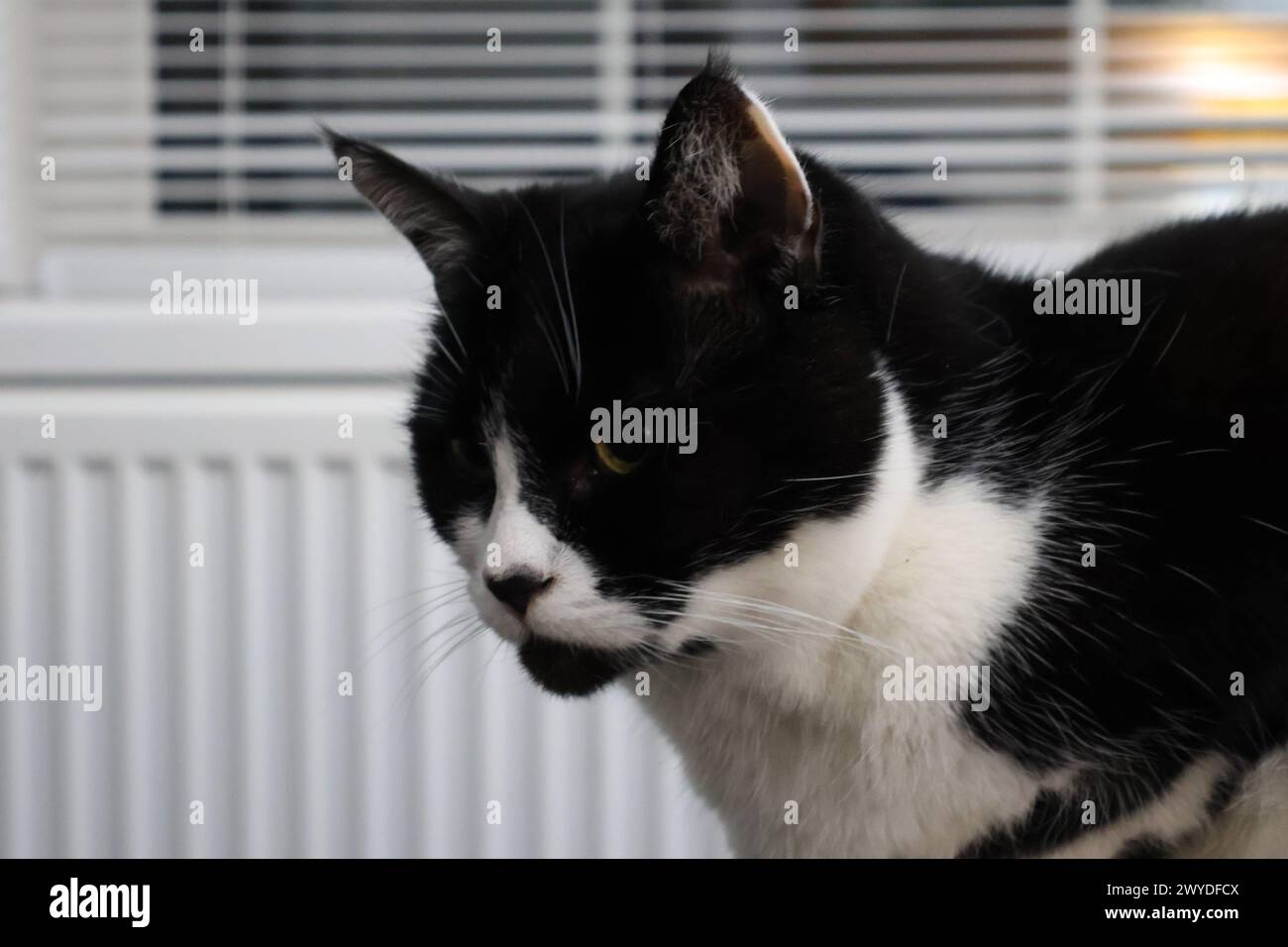 My mums cat who has a very loving personality. Images by Charles Dye Stock Photo