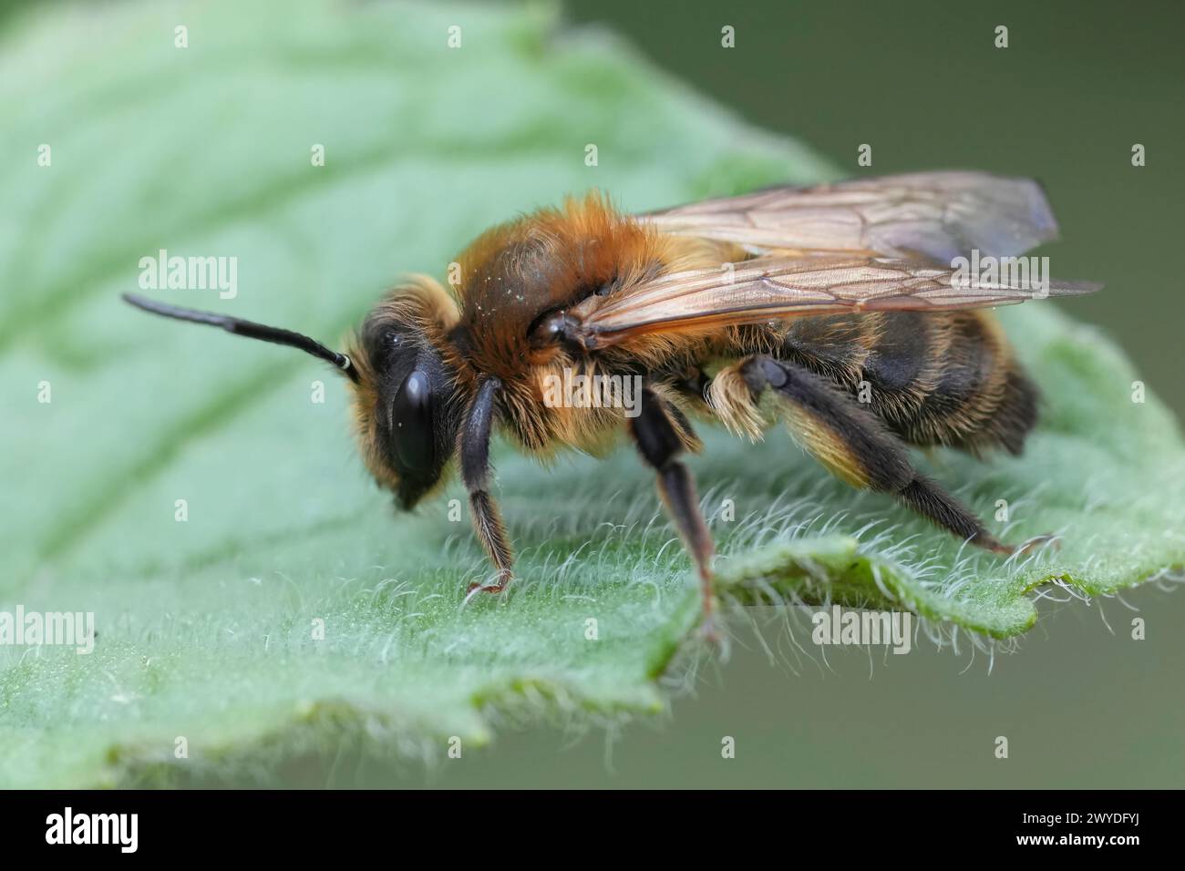 Natural closeup on a brown hairy female Choclate mining bee, Andrena scotica sitting on a green leaf Stock Photo