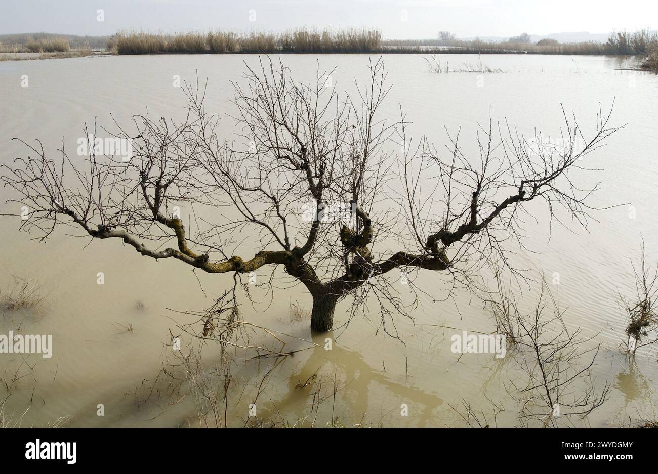 Ebro River floodings. Feb. 2003. Pina de Ebro, Zaragoza province. Spain. Stock Photo