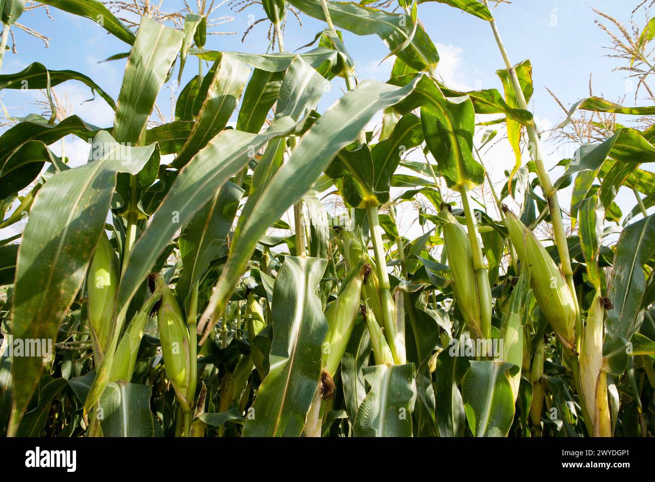 Corn harvesting, Oco near Estella. Navarra, Spain. Stock Photo